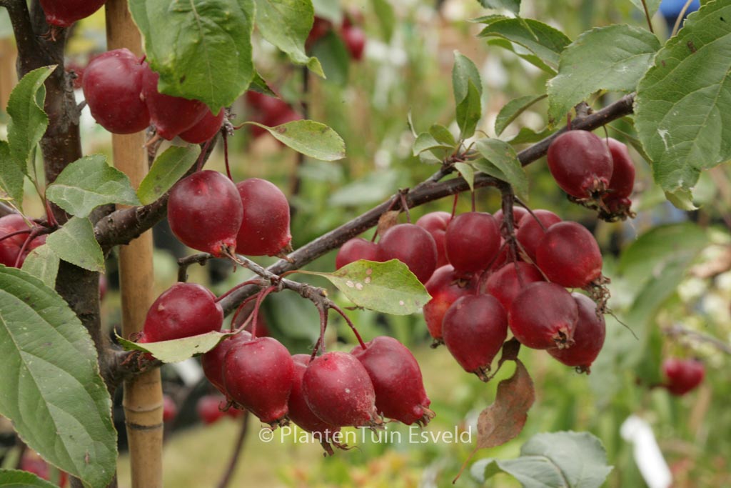 Malus ‚Red Obelisk‘
