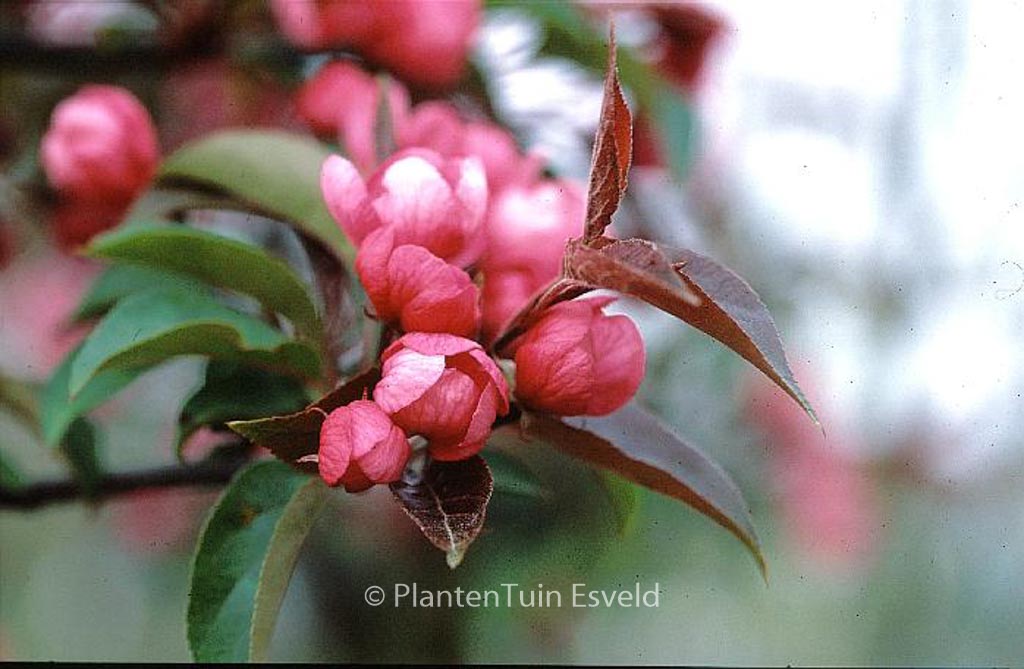 Malus ‚Red Splendor‘