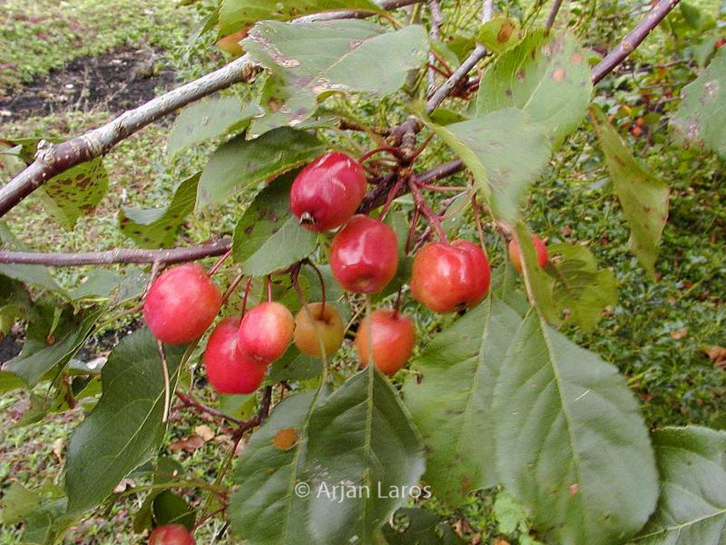 Malus ‚Rudolph‘