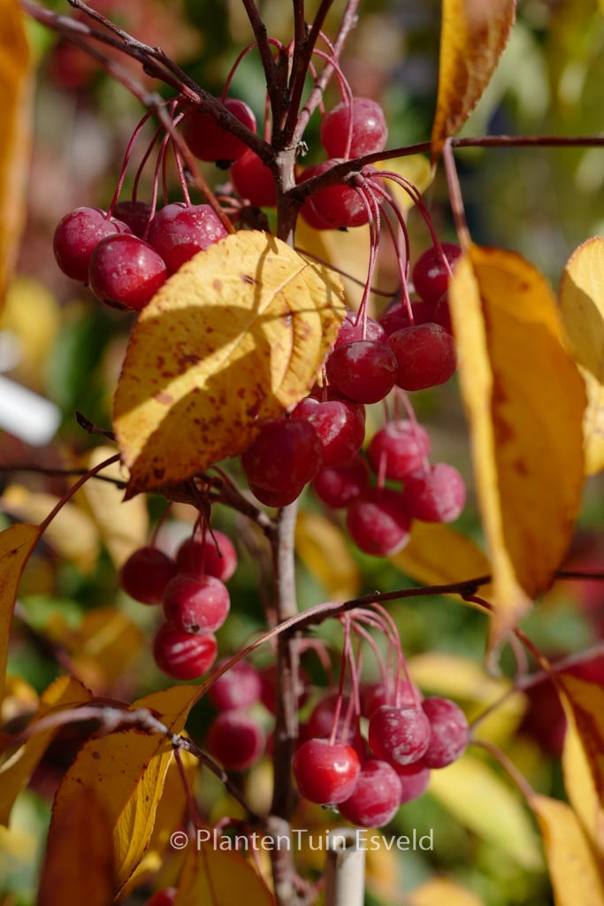 Malus ‚Sutyzam‘ (SUGAR TYME)