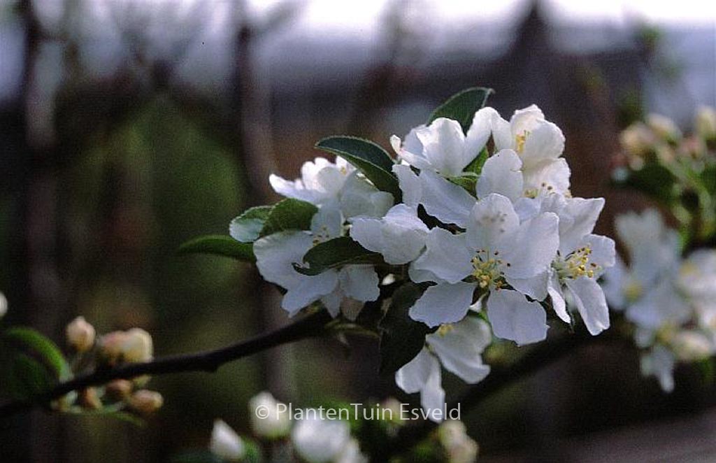 Malus ‚White Angel‘