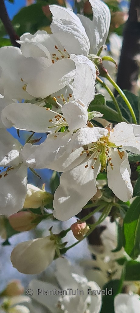 Malus baccata ‚Street Parade‘