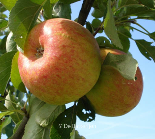 Malus domestica ‚Benoni‘