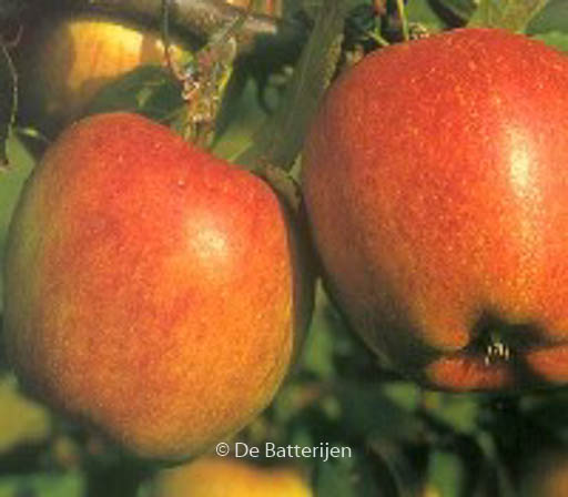 Malus domestica ‚Braeburn‘
