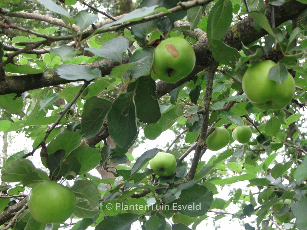 Malus domestica ‚Bramley’s Seedling‘