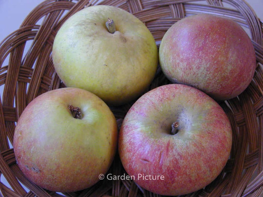 Malus domestica ‚Cox’s Orange Pippin‘