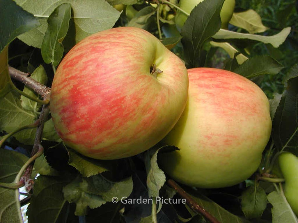 Malus domestica ‚Delcorf‘ (DELBAND ESTIVALE)