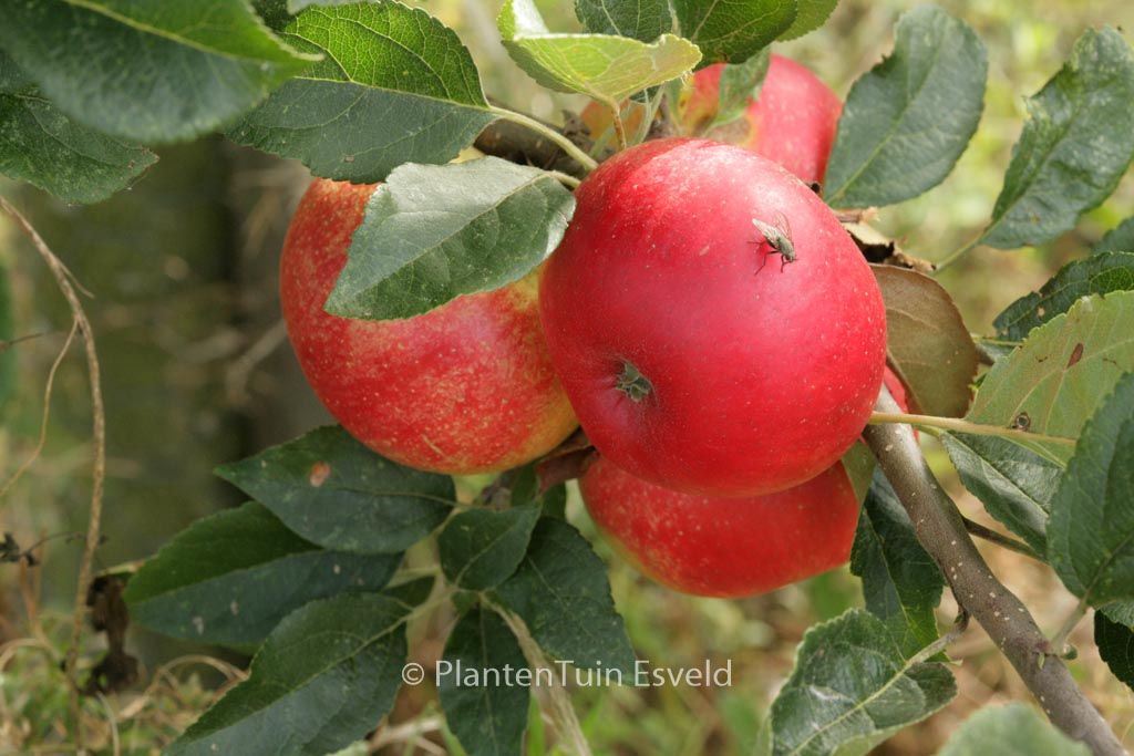 Malus domestica ‚Discovery‘