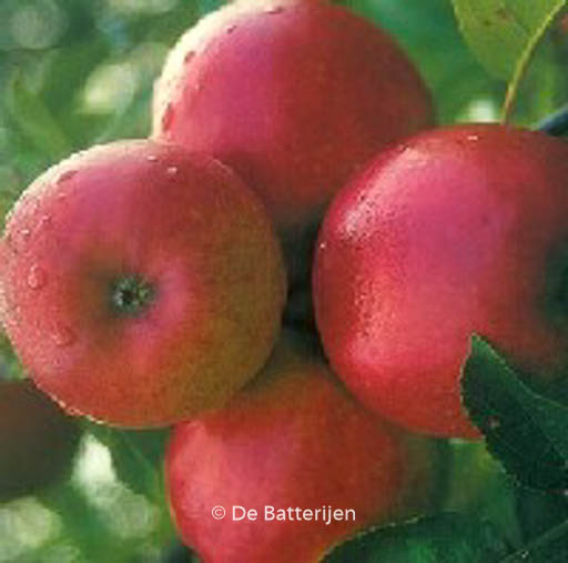 Malus domestica ‚Ecolette‘