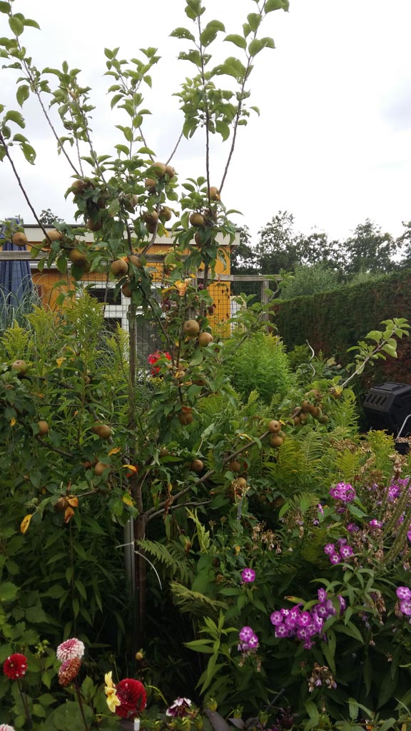 Malus domestica ‚Egremont Russet‘