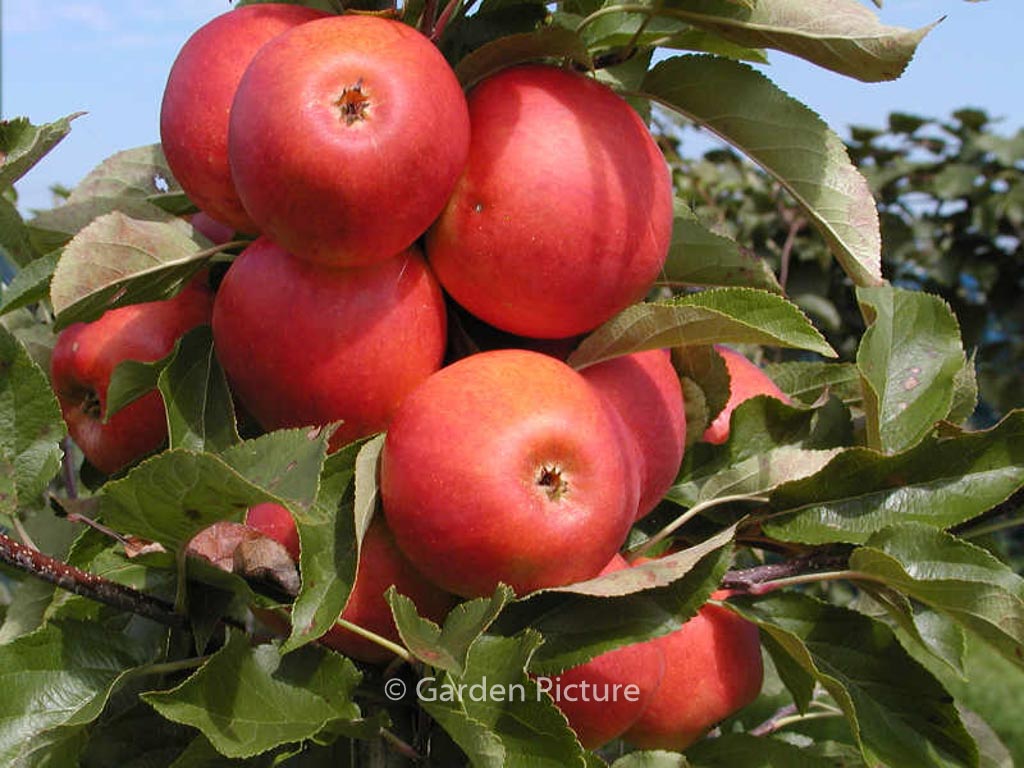 Malus domestica ‚Elstar‘