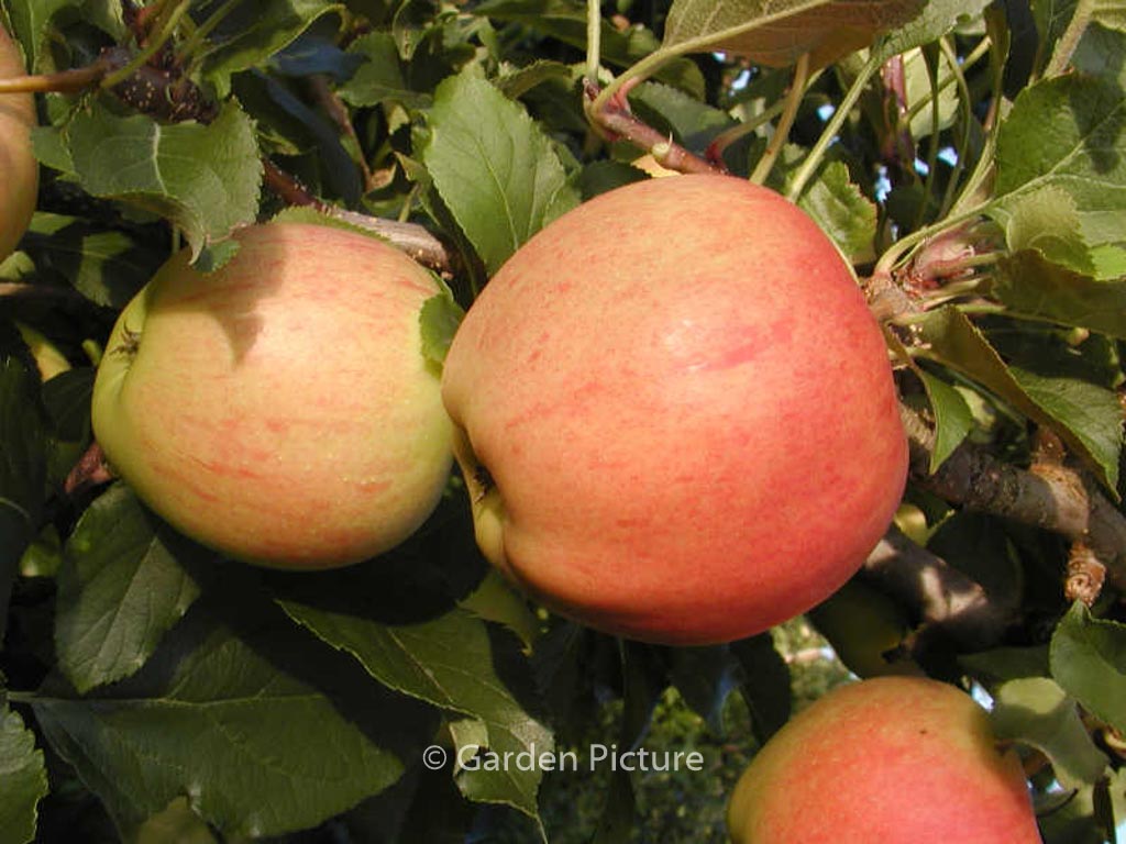 Malus domestica ‚Gala‘