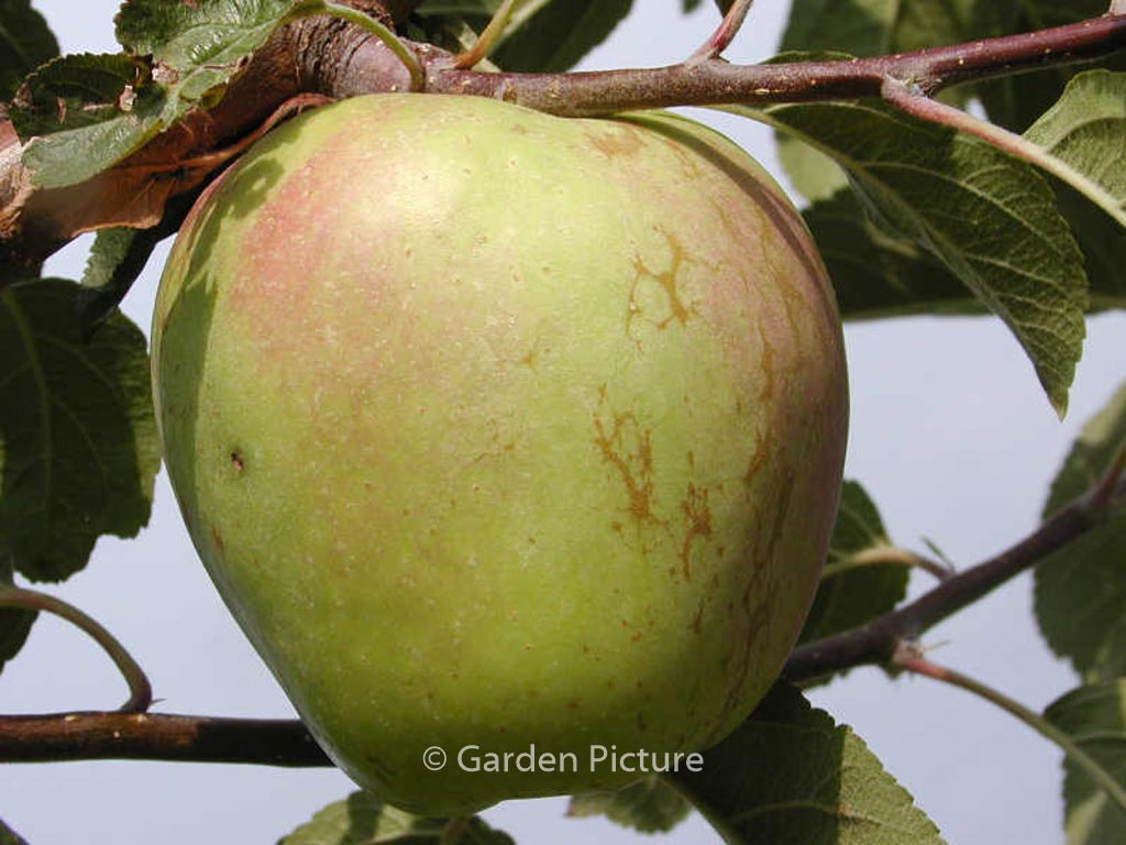 Malus domestica ‚Glockenapfel‘