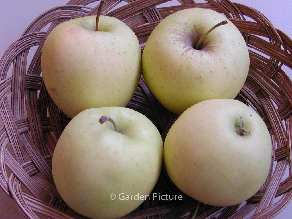 Malus domestica ‚Golden Delicious‘