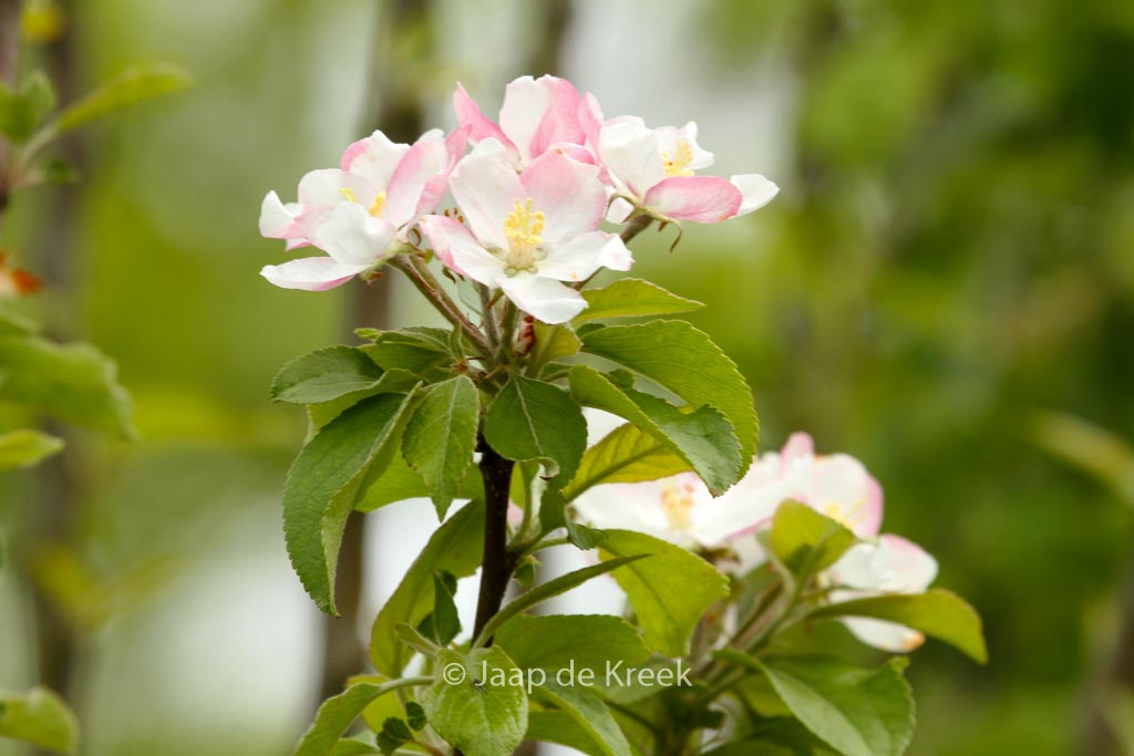 Malus domestica ‚Golden Pearmain‘