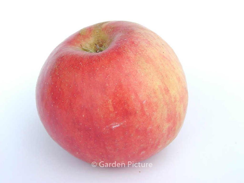 Malus domestica ‚Gravensteiner‘