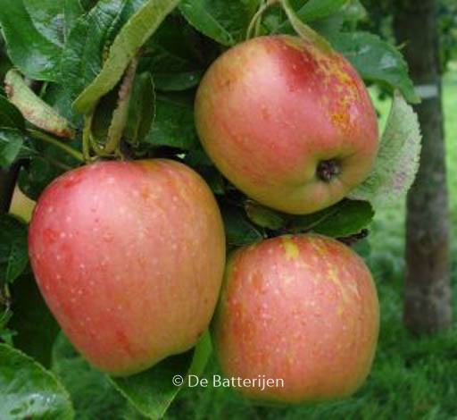 Malus domestica ‚Groninger Kroon‘