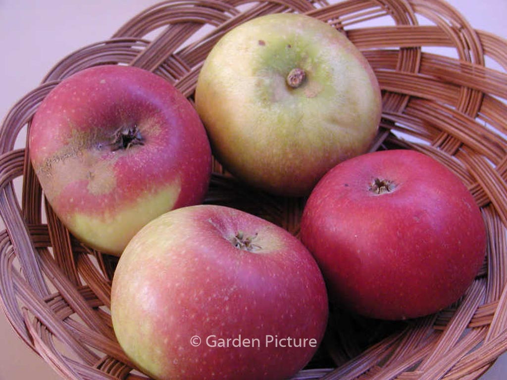 Malus domestica ‚Ingrid Marie‘
