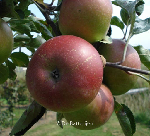 Malus domestica ‚Jan Steen‘