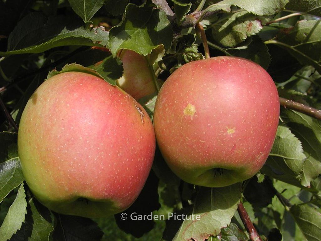 Malus domestica ‚Jonagold‘