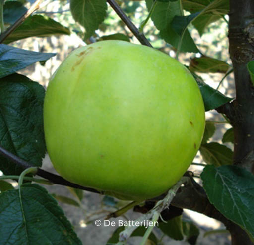Malus domestica ‚Lombarts Calville‘