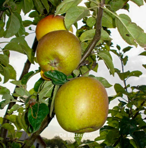 Malus domestica ‚Notarisappel‘