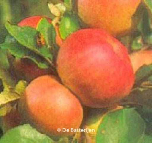 Malus domestica ‚Roter Berlepsch‘