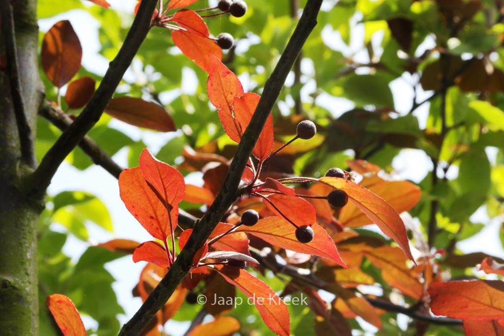 Malus domestica ‚Scarlet Benoni‘