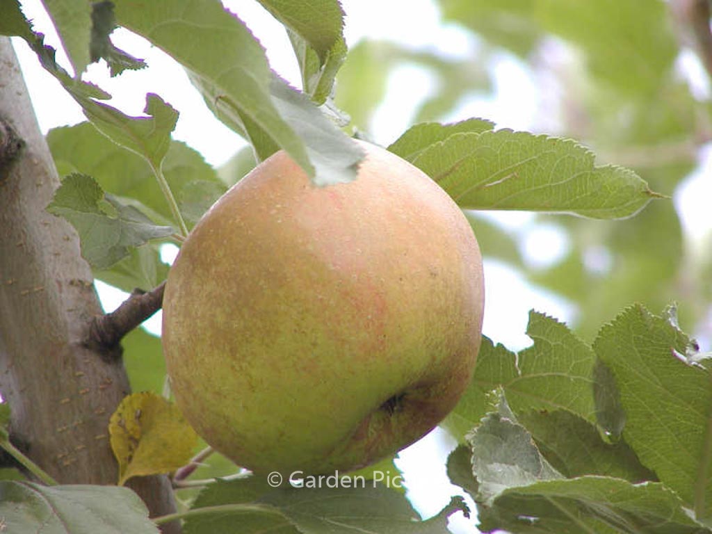 Malus domestica ‚Schone van Boskoop‘