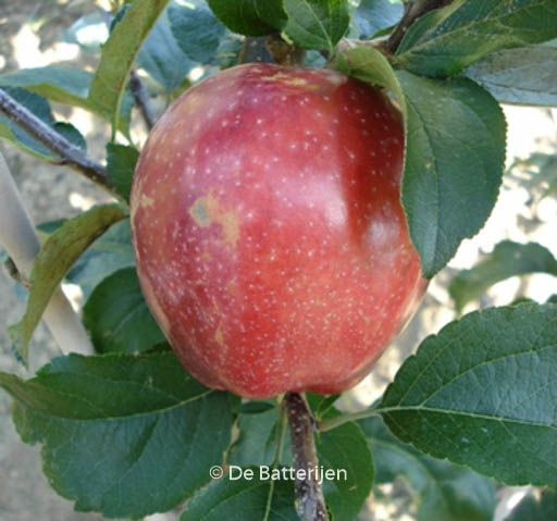 Malus domestica ‚Summerred‘