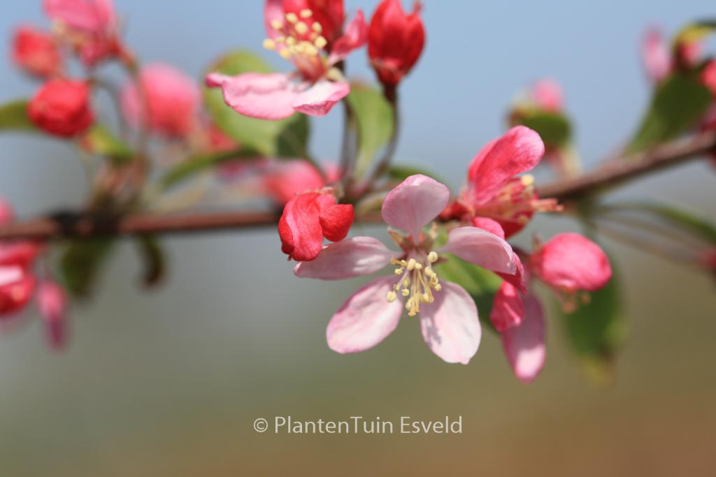 Malus floribunda