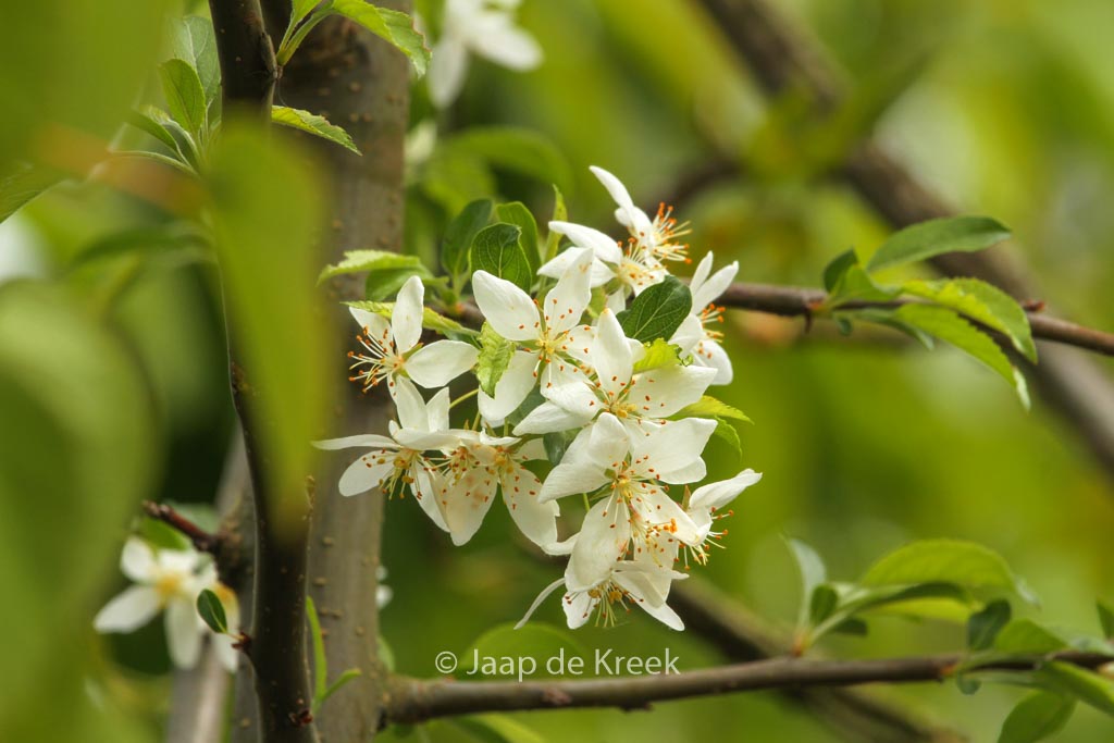 Malus toringo ‚Brouwers Beauty‘