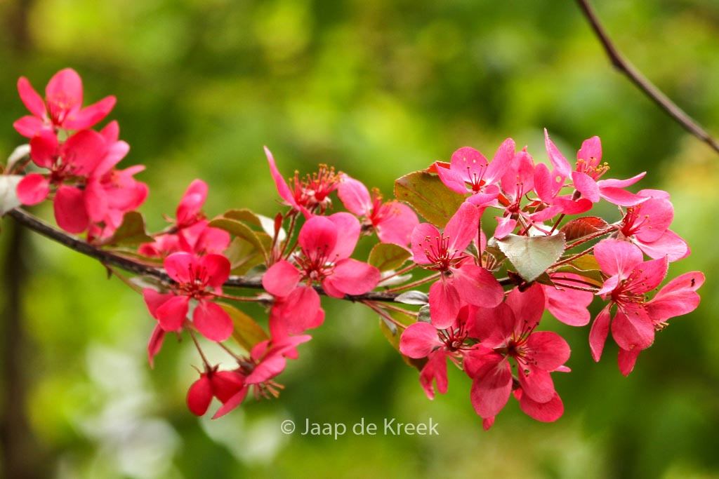 Malus toringo ‚Scarlett‘