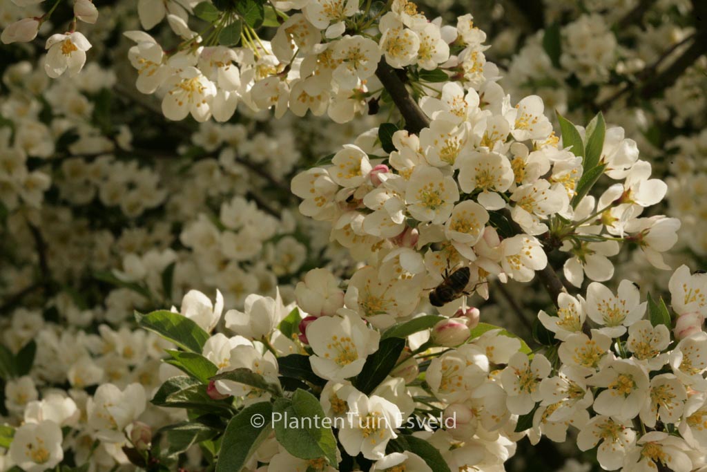Malus toringo ‚Tina‘