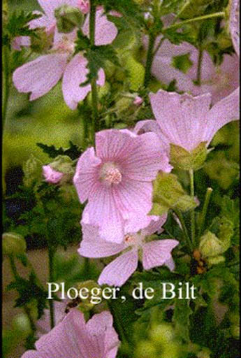 Malva alcea ‚Fastigiata‘