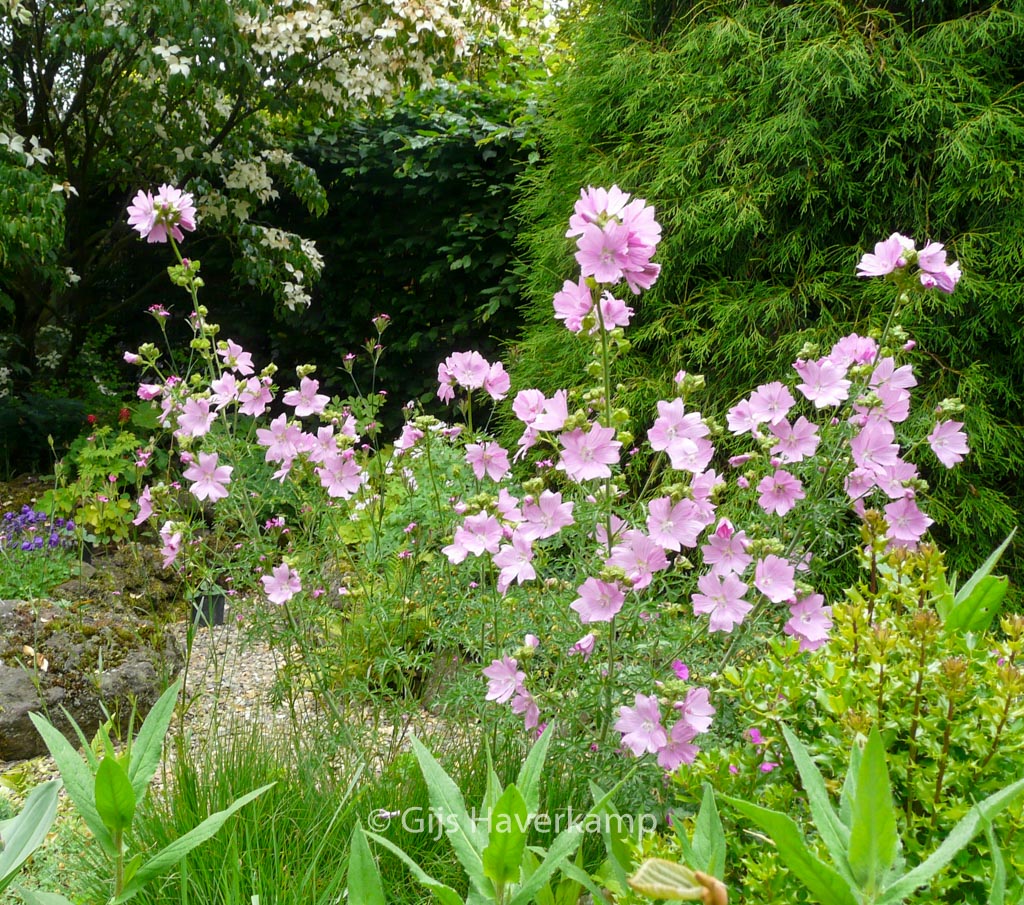 Malva moschata ‚Rosea‘