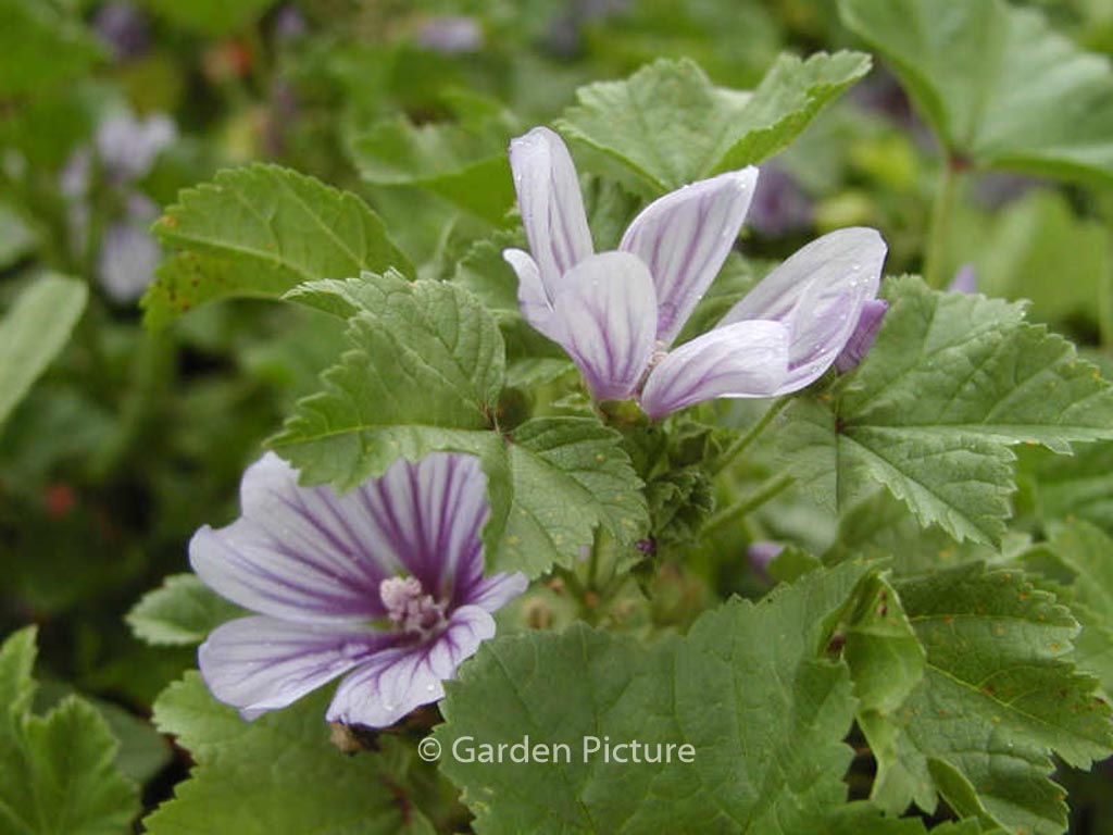 Malva sylvestris ‚Dema‘ (MARINA)