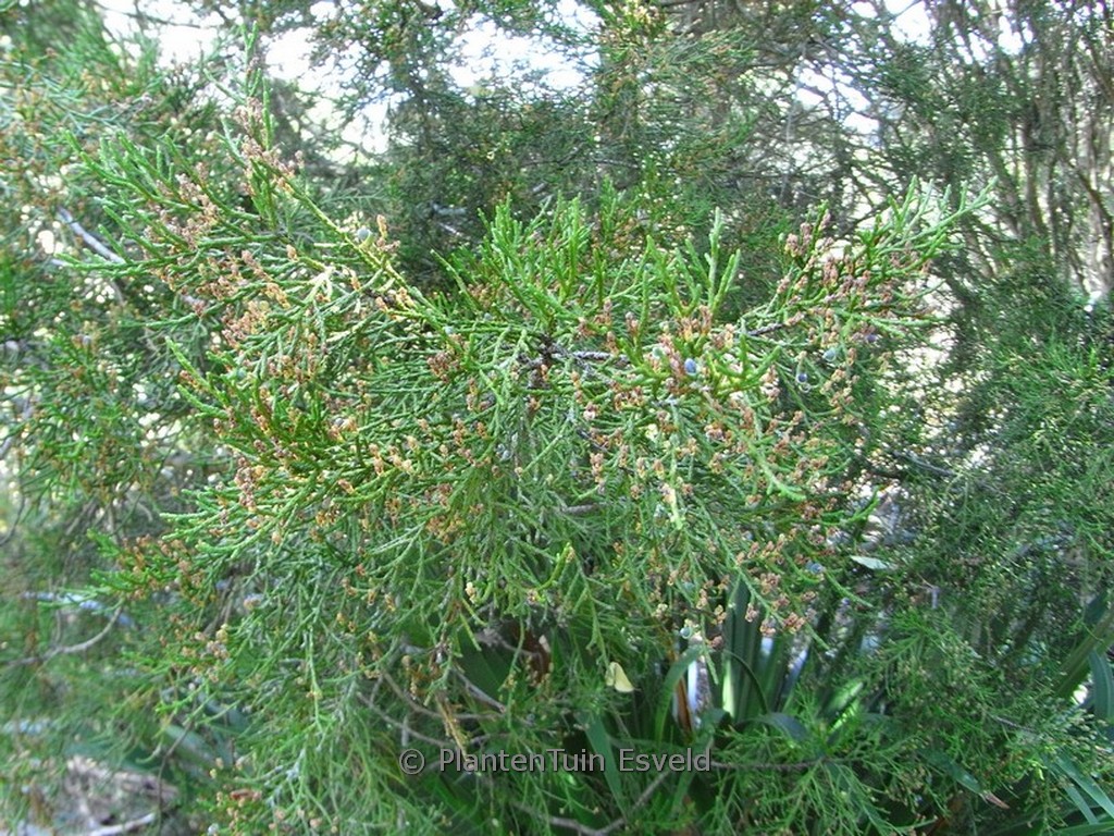 Manoao colensoi