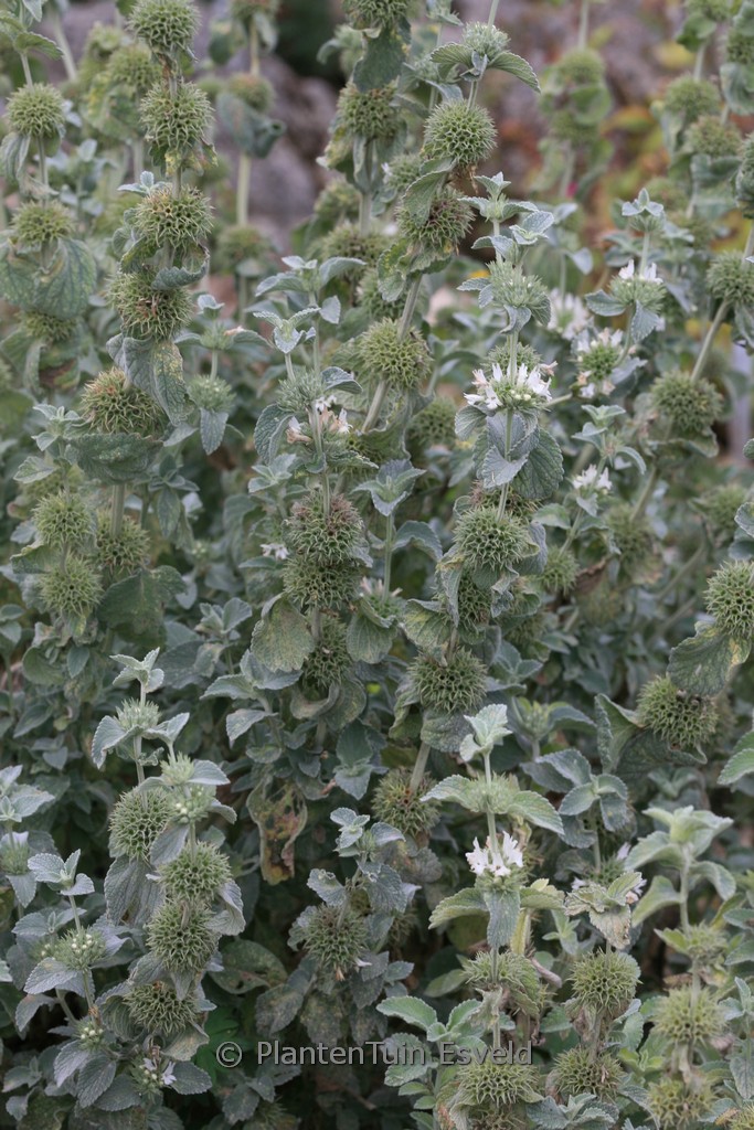 Marrubium incanum