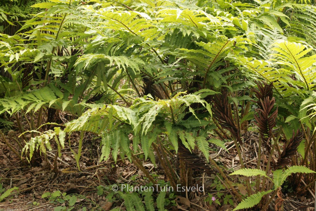 Matteuccia orientalis