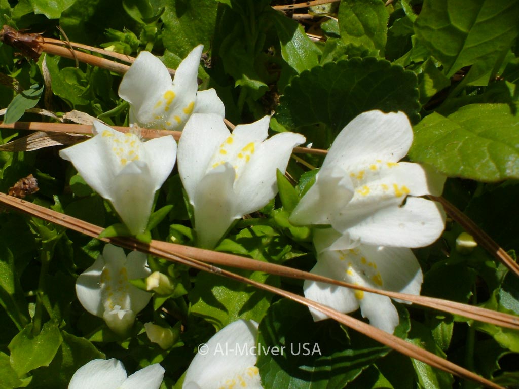 Mazus reptans ‚Albus‘