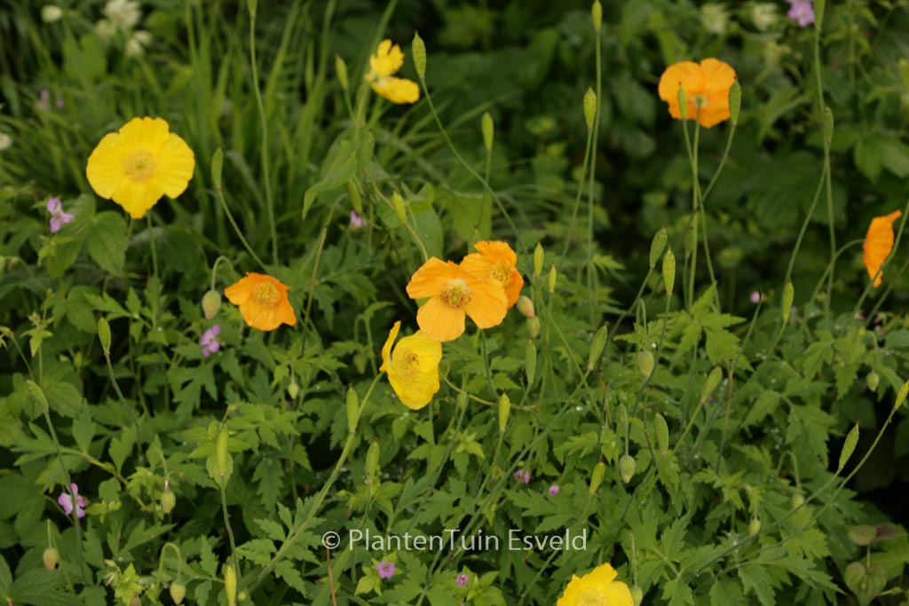 Meconopsis cambrica
