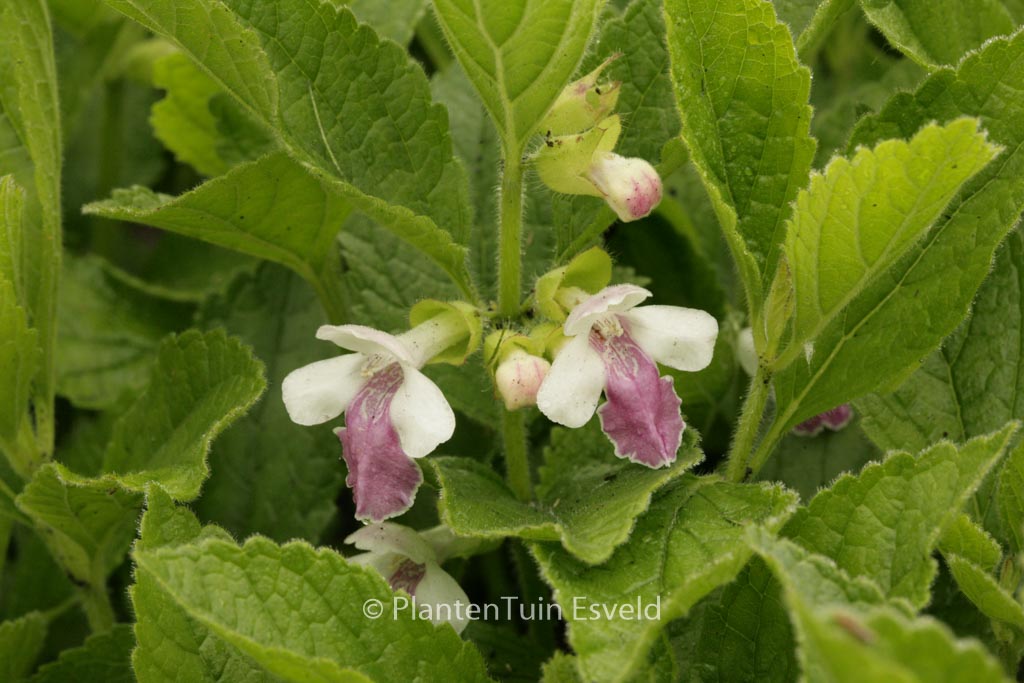 Melittis melissophyllum ‚Royal Velvet Distinc