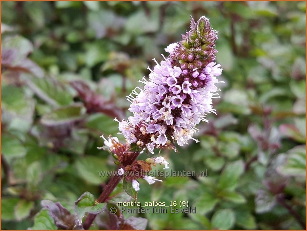 Mentha ‚Blackcurrant‘