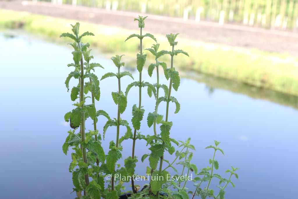 Mentha arvensis ‚Strawberry‘