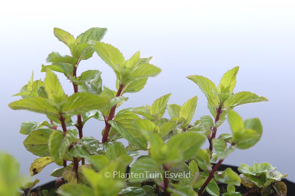 Mentha gracilis ‚Ginger‘
