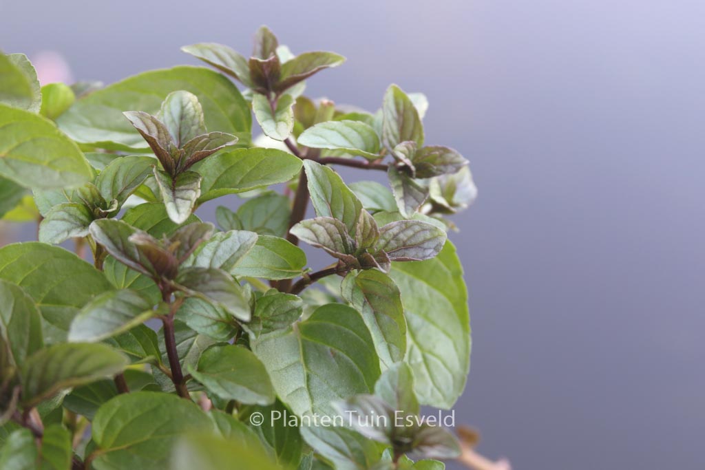 Mentha piperita ‚Chocolate‘