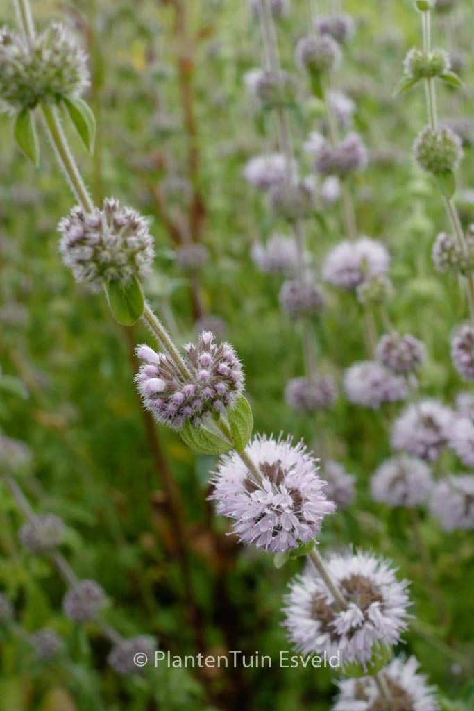 Mentha pulegium