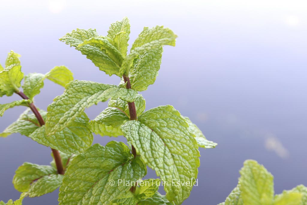 Mentha spicata ‚Moroccan‘