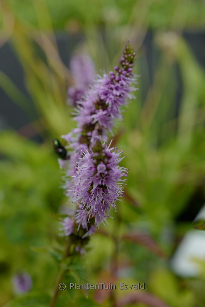 Mentha spicata